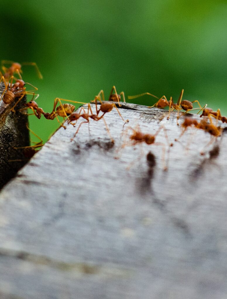 Pour les insectes